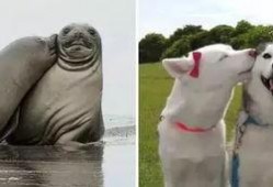 海豹07最新爆料,最新军事动态与战略布局深度解析